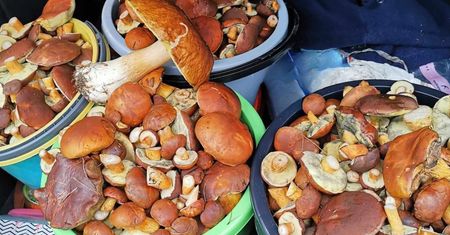 Polacy ruszyli na grzybobranie. Z lasów wynoszą pełne koszyki