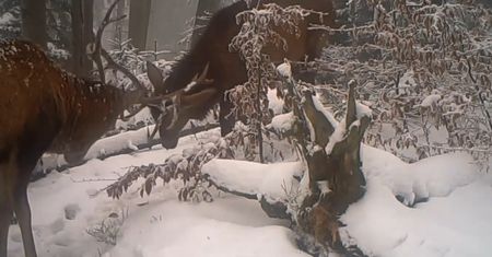 Jelenie uchwycone przez fotopułapkę. "To nie jest typowa walka"