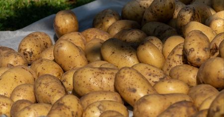 Wydaliśmy ćwierć miliarda złotych na ziemniaki. Skąd pochodzą?