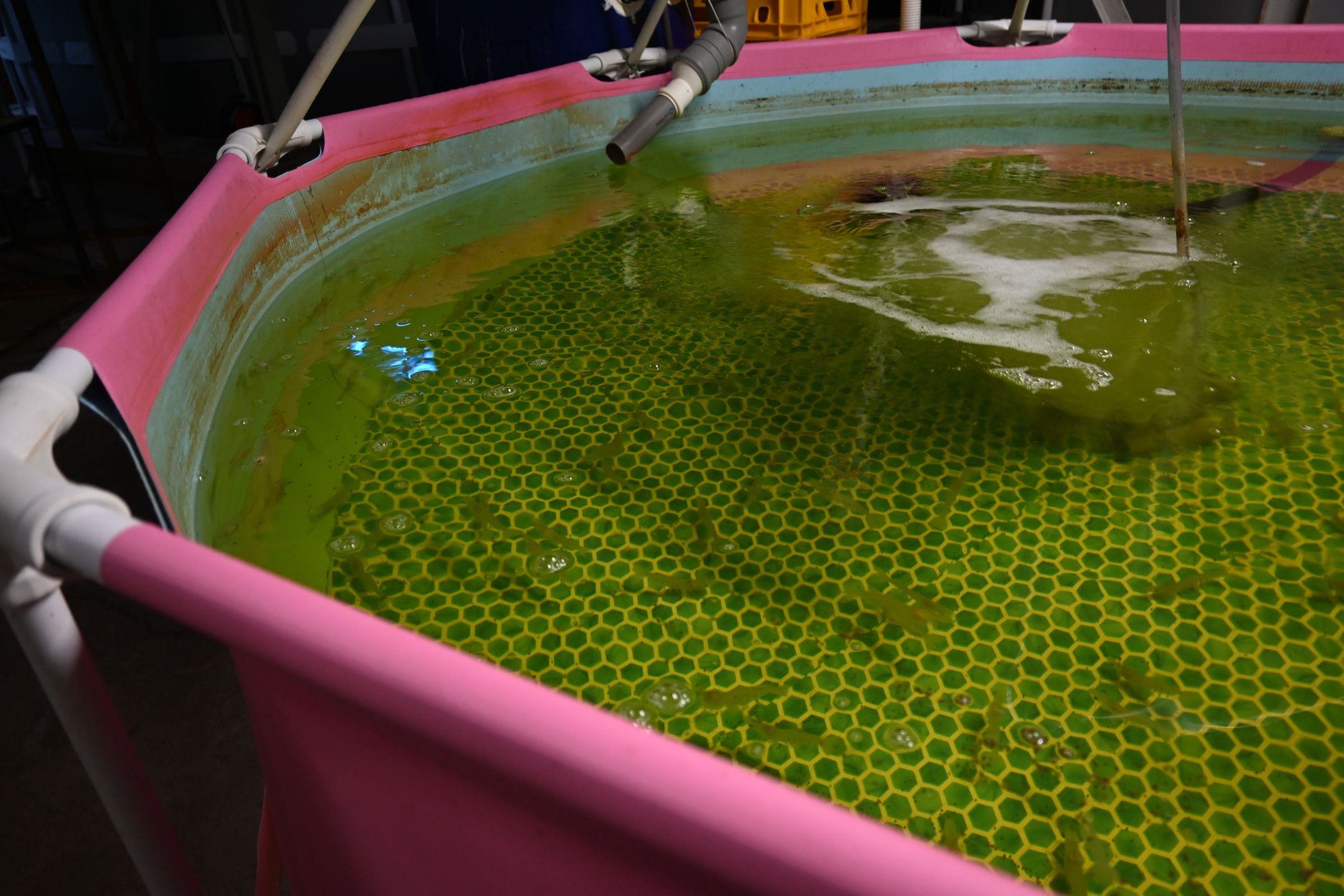 Każdy basen musi mieć odpowiednie parametry