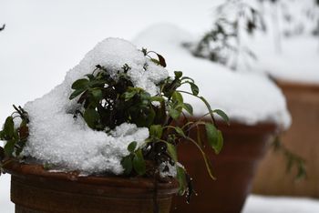 Jak chronić rośliny przed wiosennymi przymrozkami? Sposób ogrodników