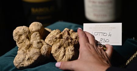 Rekordowa biała trufla. Nabywca z Azji zostawił we Włoszech fortunę