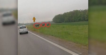 Łosie przebiegły tuż przed jadącymi samochodami. Kierowcy, uważajcie!