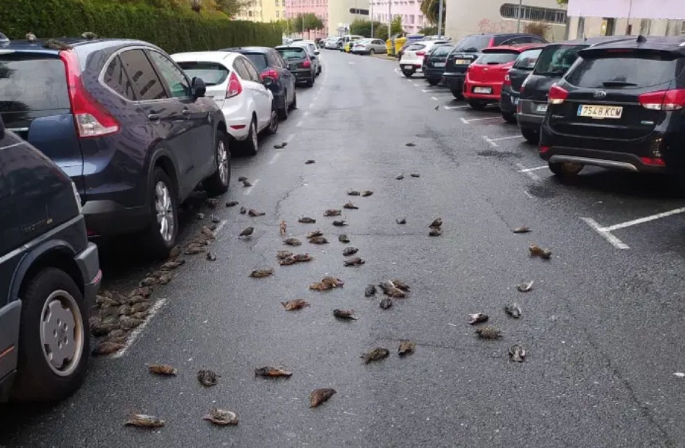 Hiszpania. "Deszcz" martwych ptaków pod szpitalem
