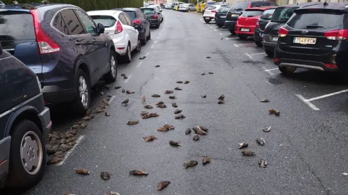 Około 200 ptaków zmarło w niewyjaśnionych okolicznościach.