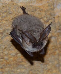 Spór o nietoperze w Poznaniu. Wykryto wściekliznę