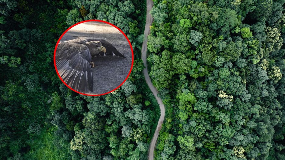 Bielik leżał na drodze