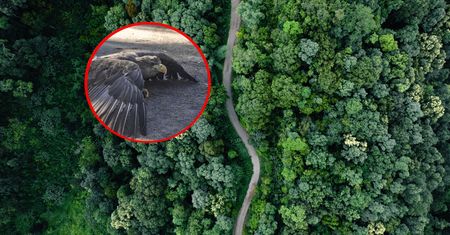 Niepokojące zgłoszenie do leśników. Widok poruszył wszystkich