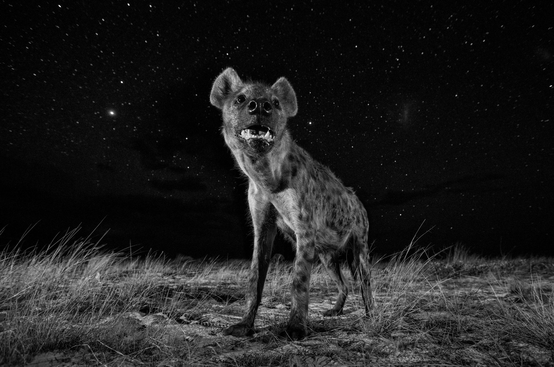 Sony World Photography Awards 2017 - poznajcie zwycięzców największego konkursu fotograficznego świata 37