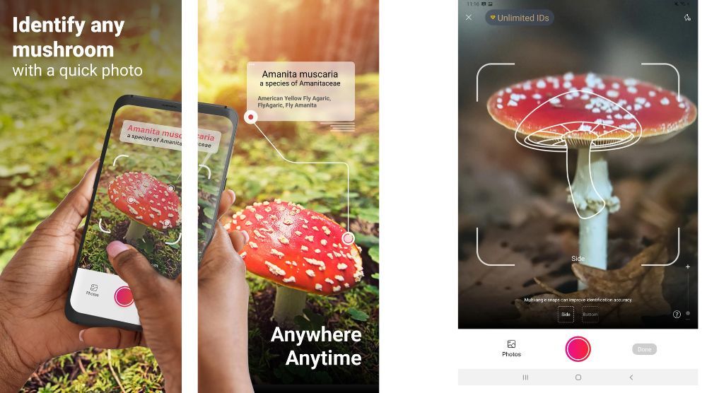 Aplikacja do identyfikacji grzybów Picture Mushroom