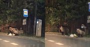 Niedźwiedzie coraz bliżej domów. TPN: Jeśli znajdą jedzenie, będą wracać