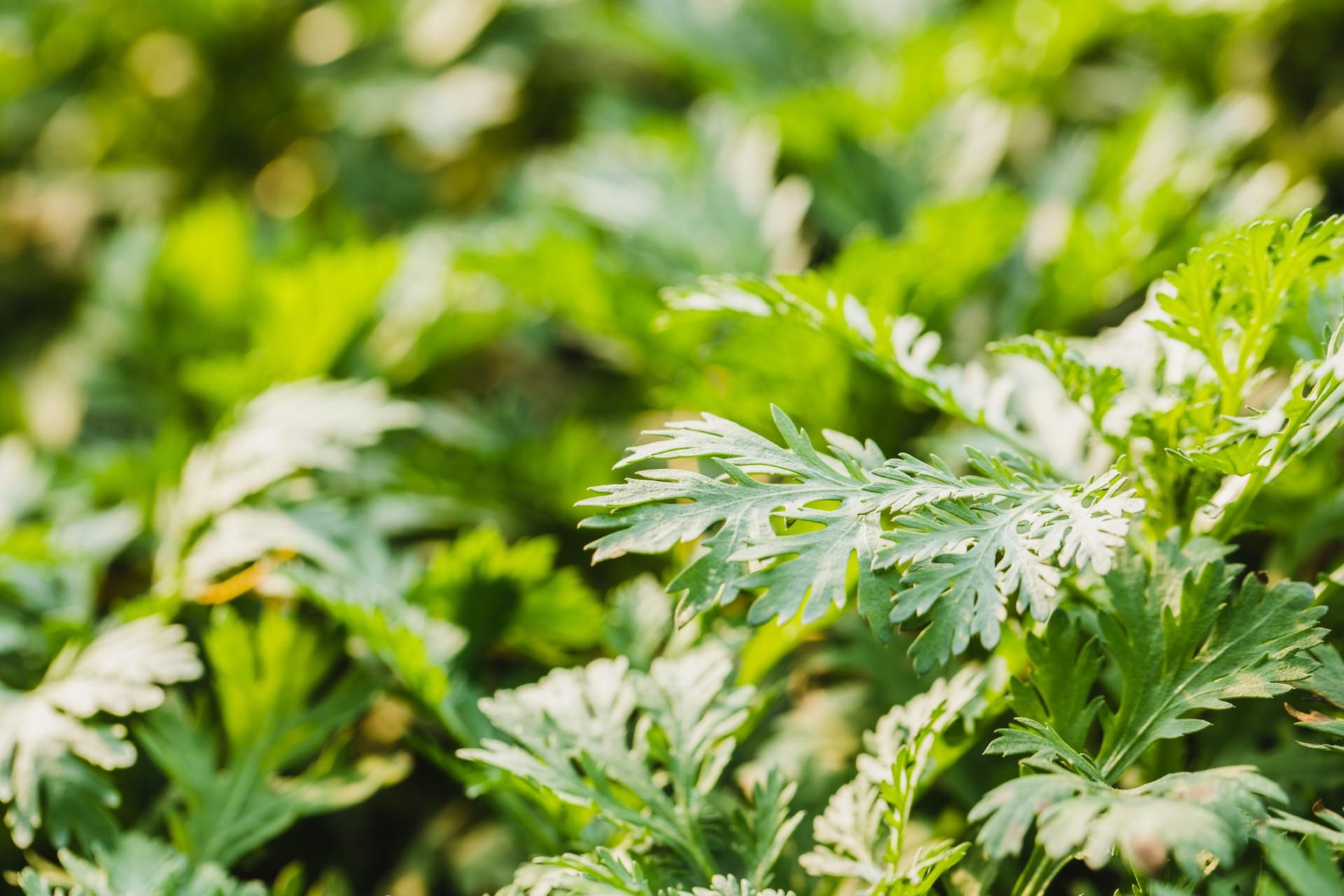 Bylica piołun może być niebezpieczna