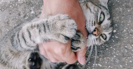 Kot gryzie w trakcie głaskania? Chce przekazać ważny komunikat