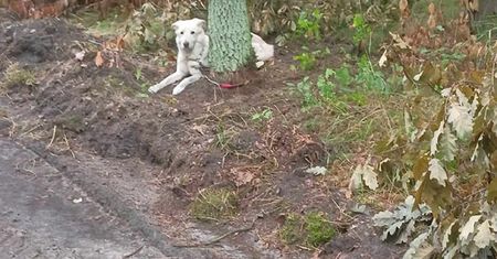 Leśnicy znaleźli go pod Bydgoszczą. W ludziach się zagotowało.