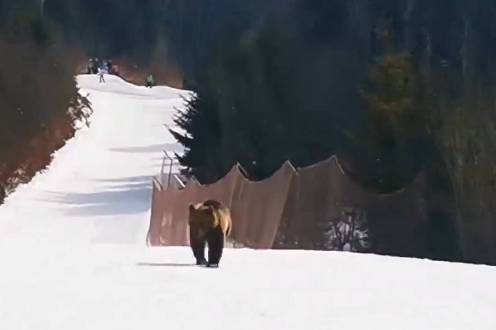 Kolejny atak niedźwiedzia, tym razem w Rumunii. Narciarz zachował zimną krew