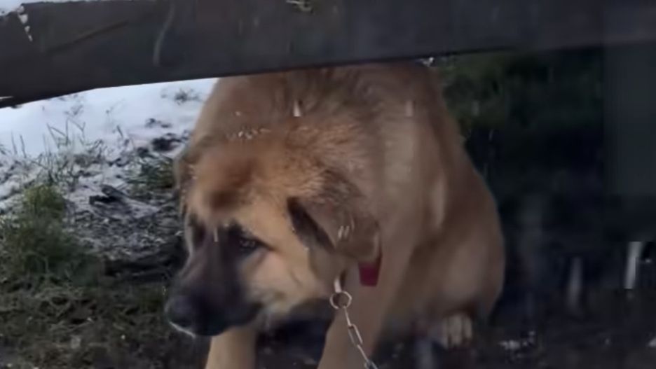 Wyziębiony pies przywiązany do maszyny rolniczej podczas interwencji w gminie Zatory/ Screen z filmu Animals