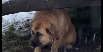 Zatory: Dwa psy trzymane w dramatycznych warunkach