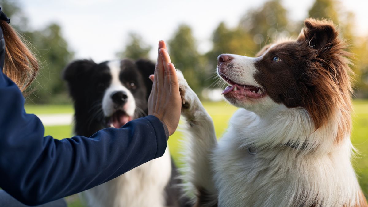 Austriacy będą musieli przejść kurs przed wzięciem do siebie psa