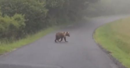 Szok w słowackich Tatrach. Niedźwiedź w ogóle nie czuł strachu