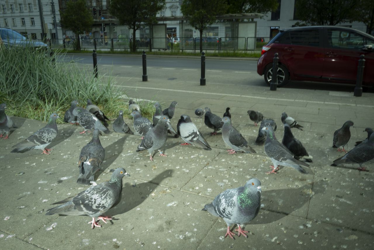 Residents of the German city are fed up with pigeons
