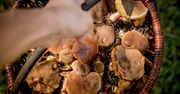 Do kiedy są grzyby w lesie? Sezon na niektóre z nich właśnie się kończy