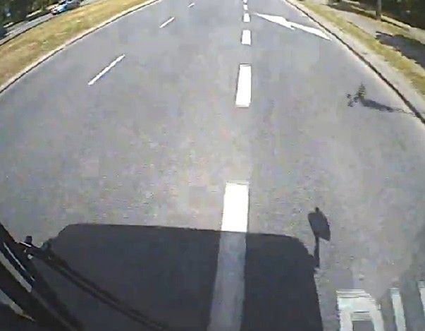 Bohaterski kierowca ratuje bezbronne kaczuszki [WIDEO]