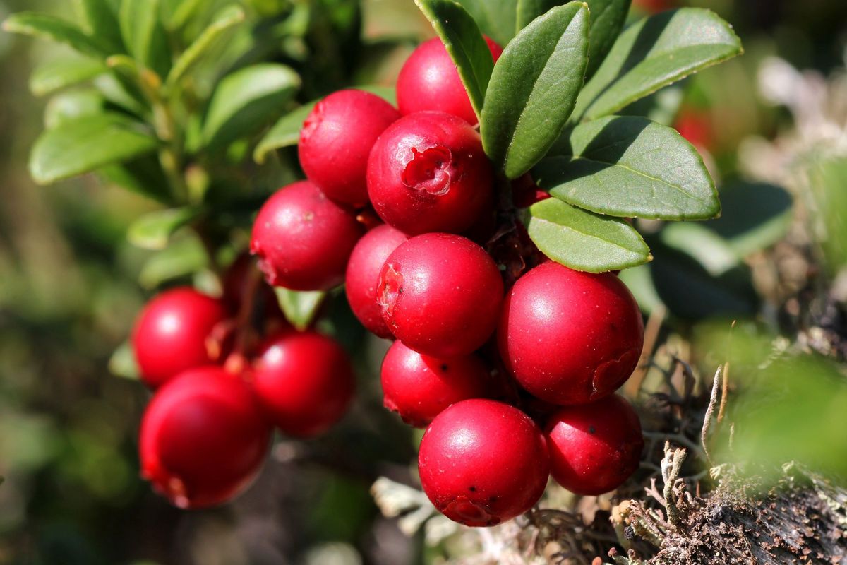 Borówka brusznica (borówka czerwona) jest rośliną o wielu walorach kulinarnych i właściwościach leczniczych