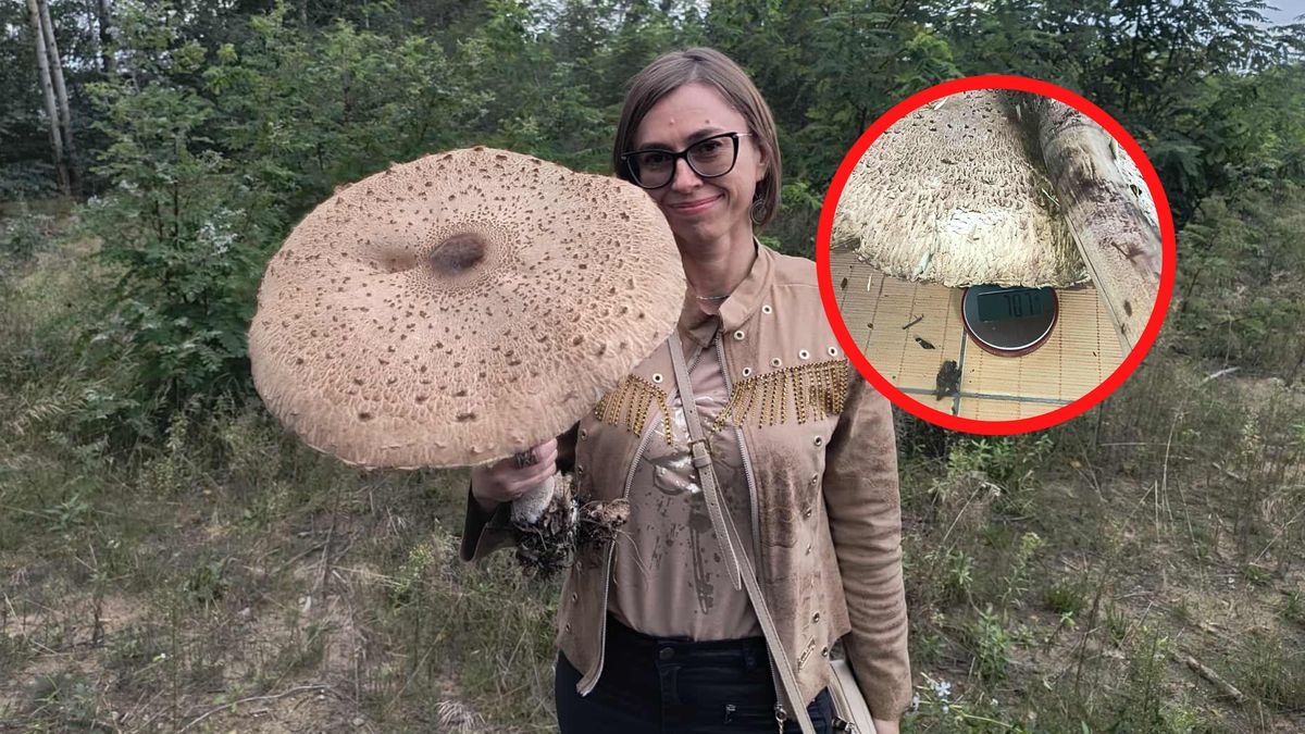 Ogromna kania w ręku pani Moniki.