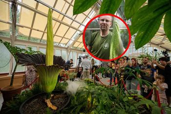 Po czterech latach znów zakwitnie! Sensacja w Ogrodzie Botanicznym w Warszawie