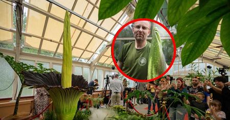 Po czterech latach znów zakwitnie! Sensacja w Ogrodzie Botanicznym w Warszawie