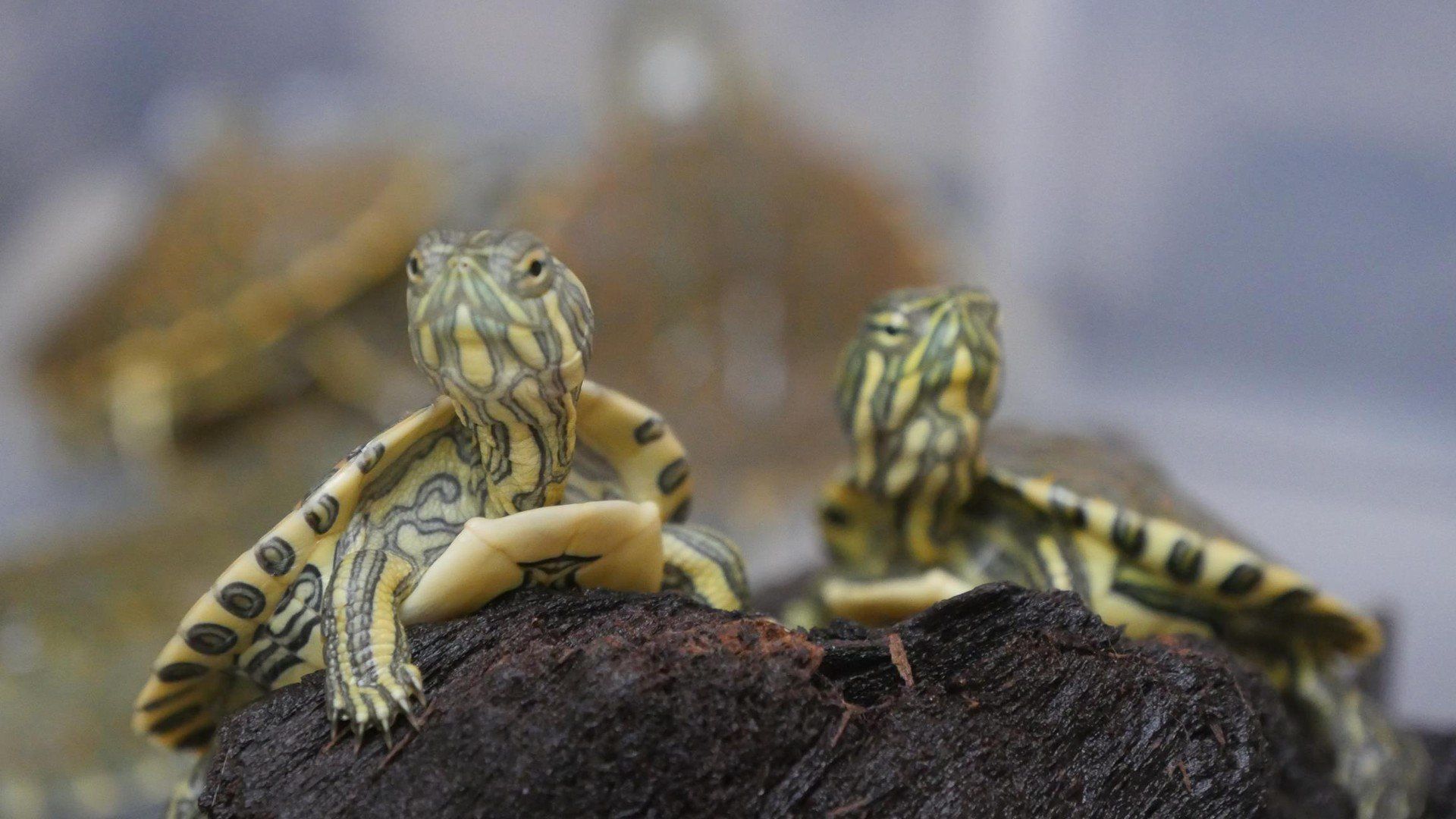 NIEDZIELA: Egzotyczne Zwierzęta