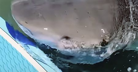 Człowiek w samym środku polowania. Nagranie mrozi krew w żyłach