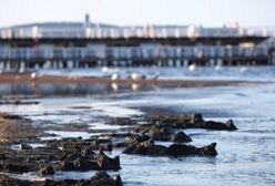 Atak sinic w Bałtyku. Zobacz mapę kąpielisk, na których jest bezpiecznie