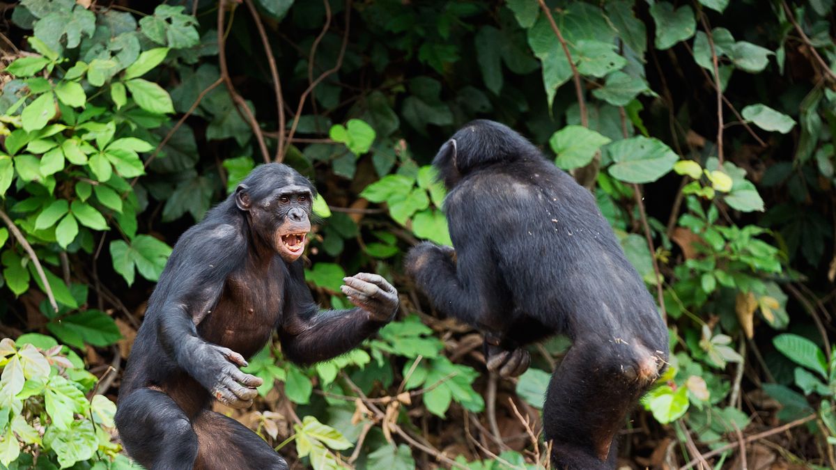 Walczące szympansy - zdjęcie ilustracyjne