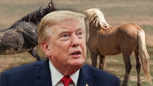 Mustangi idą na rzeź? Administracja Trumpa wykorzystuje luki w prawie