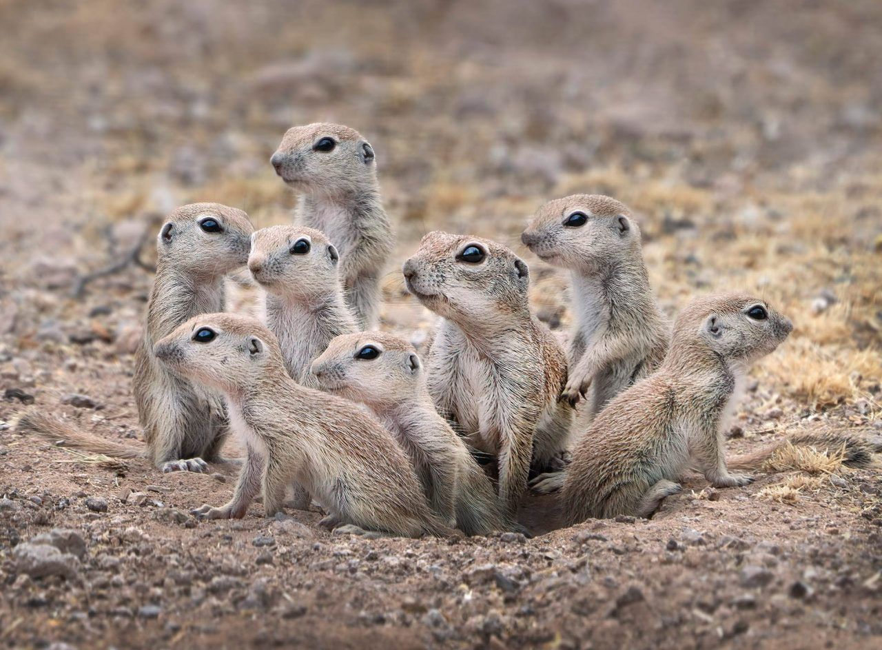 Nature Photographer of the Year 2021. Oto najlepsze zdjęcia przyrodnicze minionego roku 3