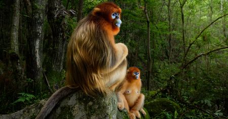 Wspaniały portret małp zwyciężył w Wildlife Photographer of the Year 2018