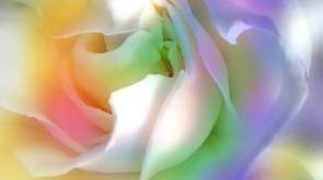 Toyota tworzy superkwiaty pochłaniające zanieczyszczenia 1