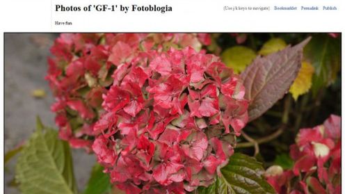 Flickr w stylu Big Picture 1