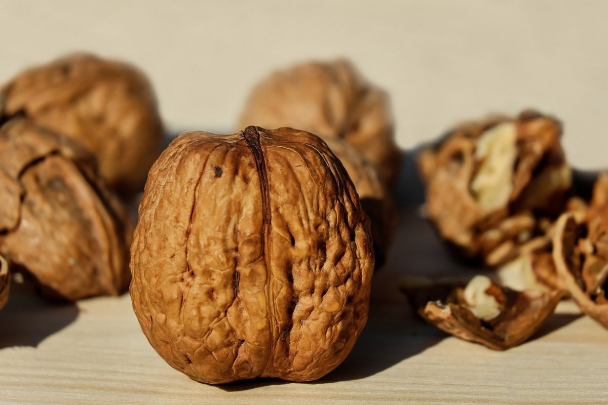 Walnuts should be included in everyone's diet.