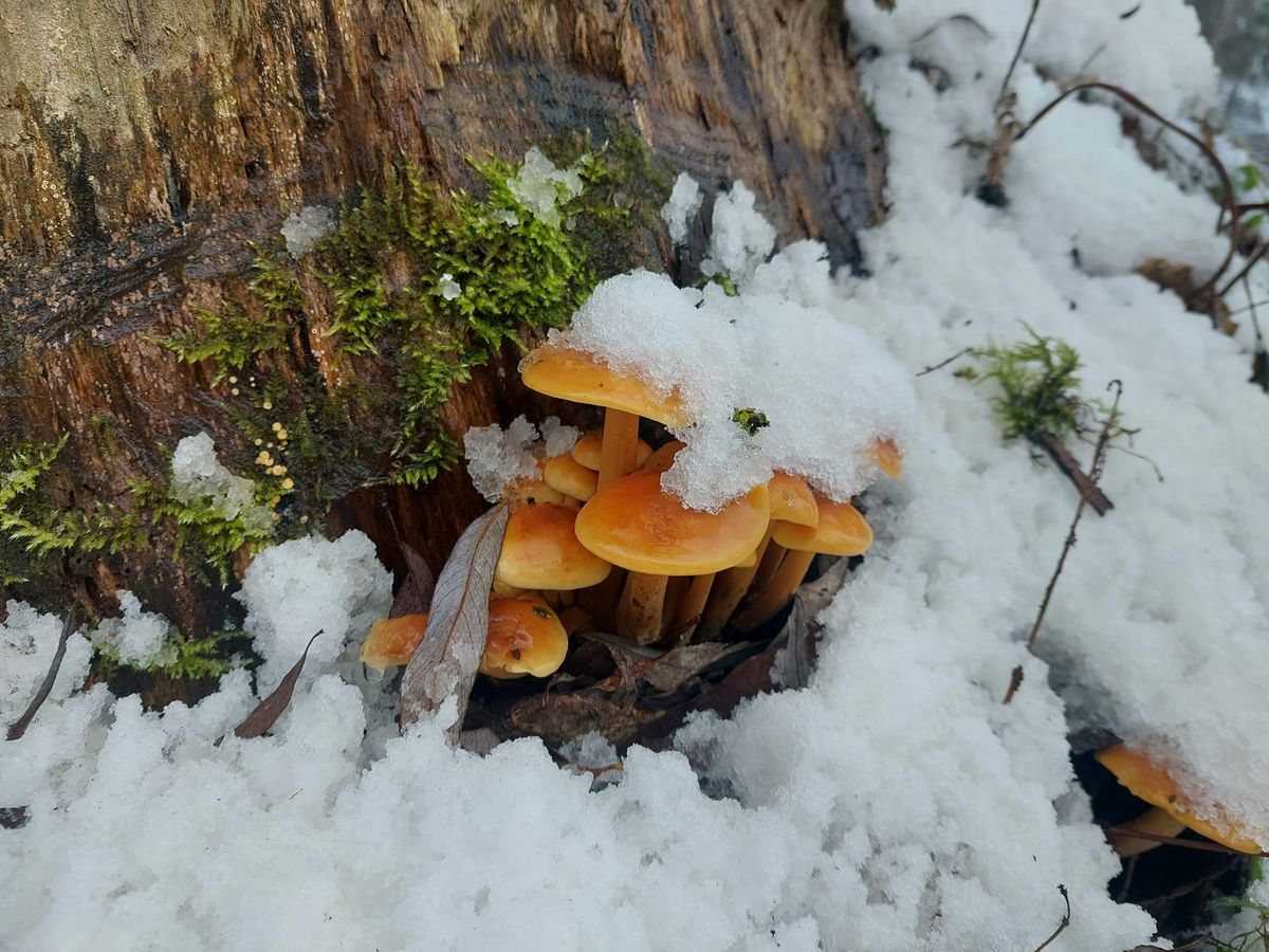 Leśnicy pokazali dorodne okazy płomiennic zimowych