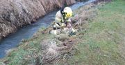 Pies wpadł do rzeki. Strażacy okazali się bohaterami