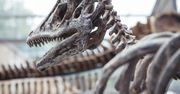 Zaskakujące odkrycie francuskich celników – w ciężarówce znaleziono zęby dinozaura