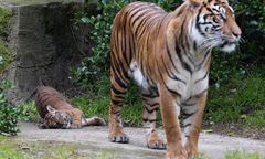 Poznań. Nie żyje tygrys Gideon uratowany z nielegalnej hodowli. "Nie doczekał końca procesu"