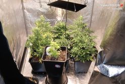 Sosnowiec. Pojechali do domowej awantury. Znaleźli ciekawą uprawę. Nielegalną