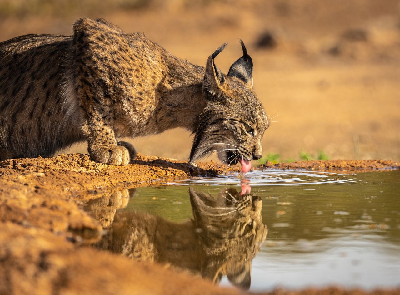 Portugal announces success. The Iberian lynx population is growing.