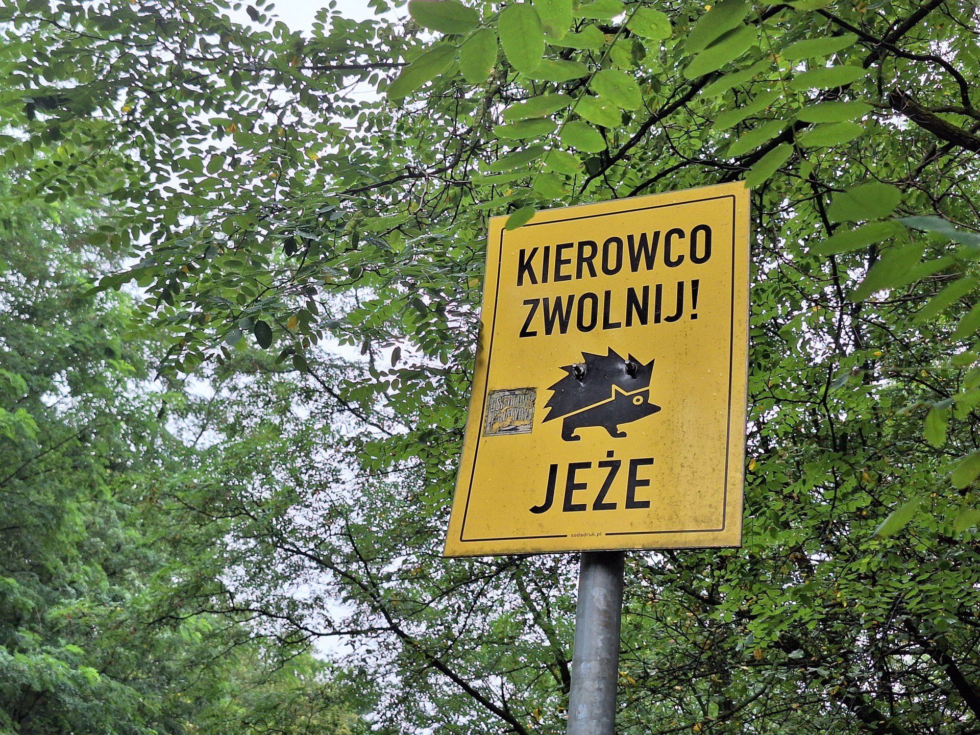 Była leśna oaza, dzięki urzędnikom jest ruchliwa ulica. To nieporozumienie!