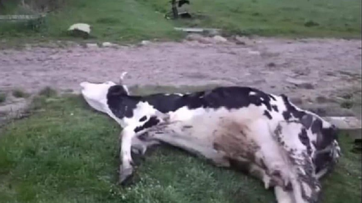 Rolnik katował krowę