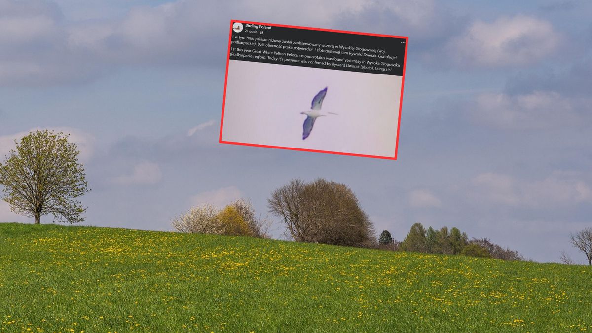 Pelikan różowy pierwszy raz w tym roku pojawiło się w Polsce