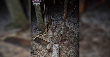 Tragiczny wypadek w lesie. Nie żyje mężczyzna uderzony przez spadające drzewo